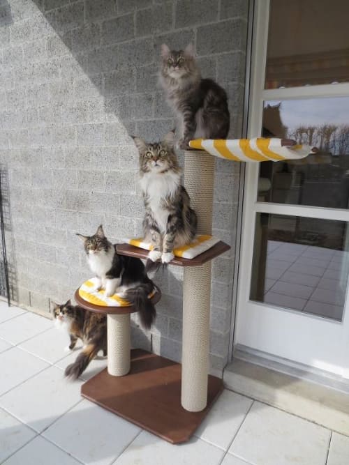 Nessaya Amy Yoomee und India