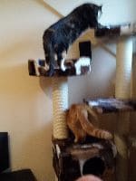 Timba, Blacky,Fluffy