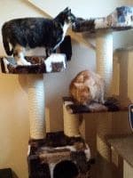 Timba, Blacky,Fluffy