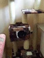 Timba, Blacky,Fluffy