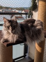 Krümel