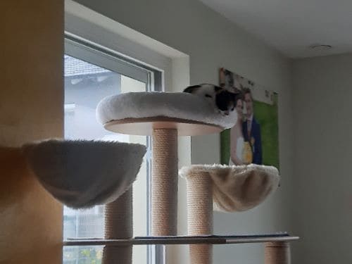 Jimmy, Tinka, Mia & Betty