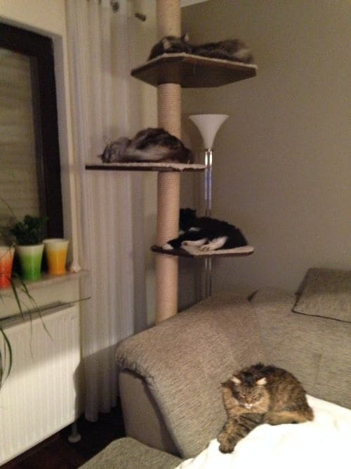 Lennox und Luna