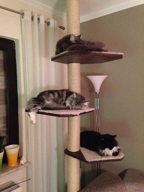 Lennox und Luna