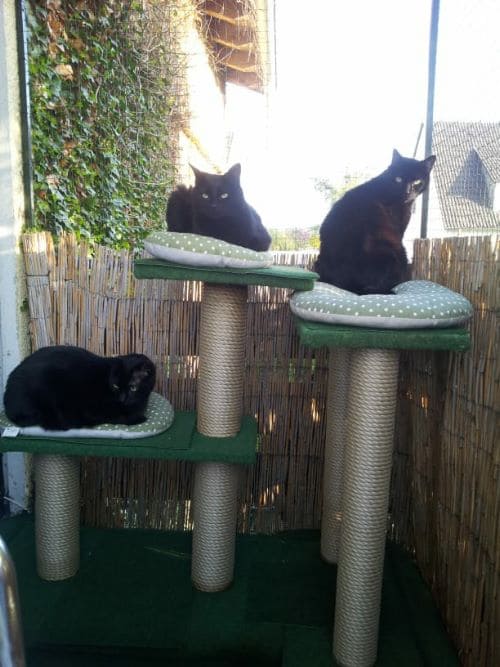 Puhbert, Angelo und Julio Jose