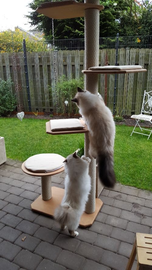Robby, Ramierez und Monty