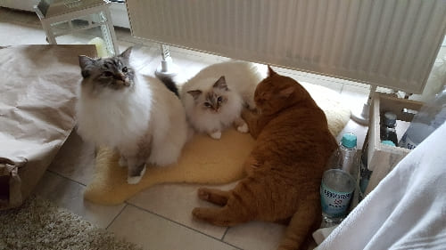 Robby, Ramierez und Monty