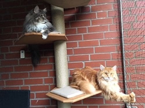 Aimee und Chester