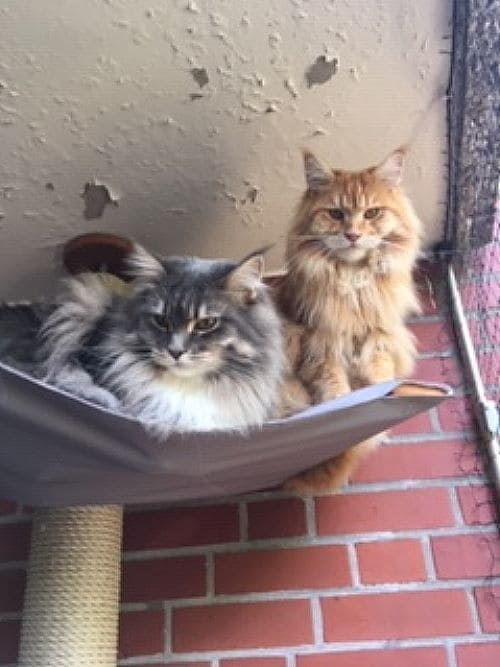Aimee und Chester