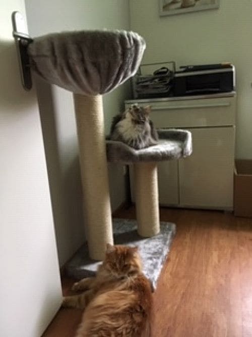 Aimee und Chester