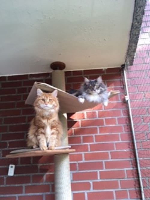Aimee und Chester