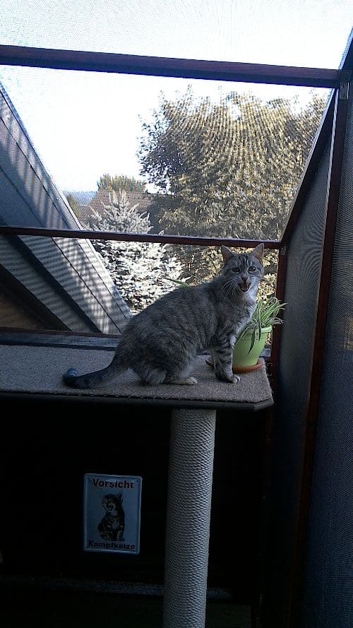 Pippi