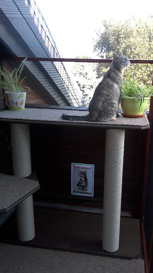 Pippi