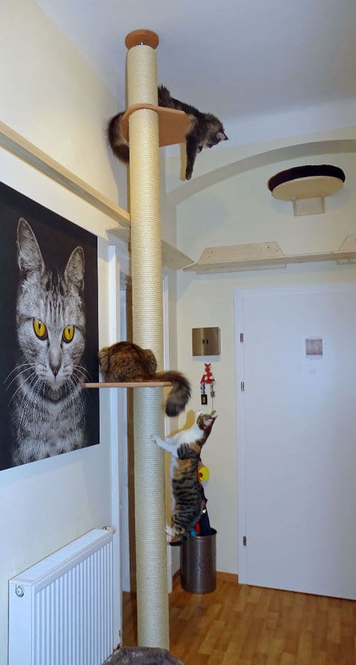Meine Katzen