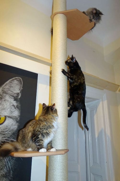 Meine Katzen