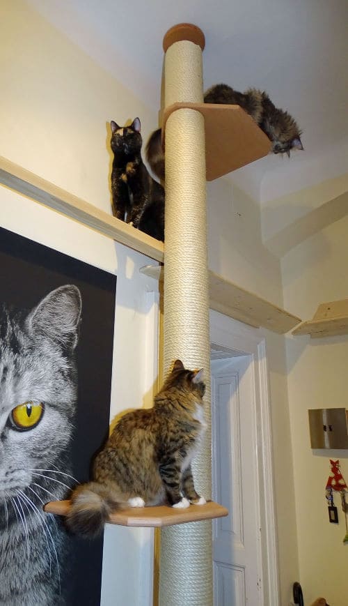 Meine Katzen