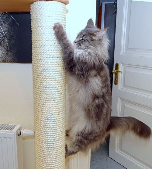 Meine Katzen
