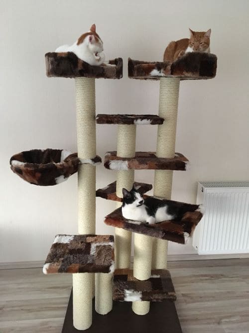 King, Bob, Nala und Sam