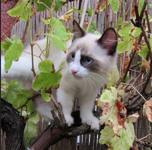 Cat's Spirits