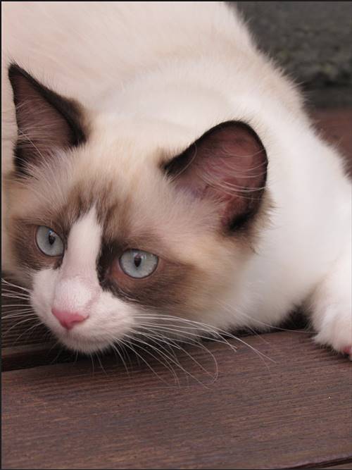 Cat's Spirits