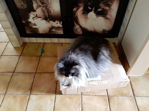 Cat's Spirits