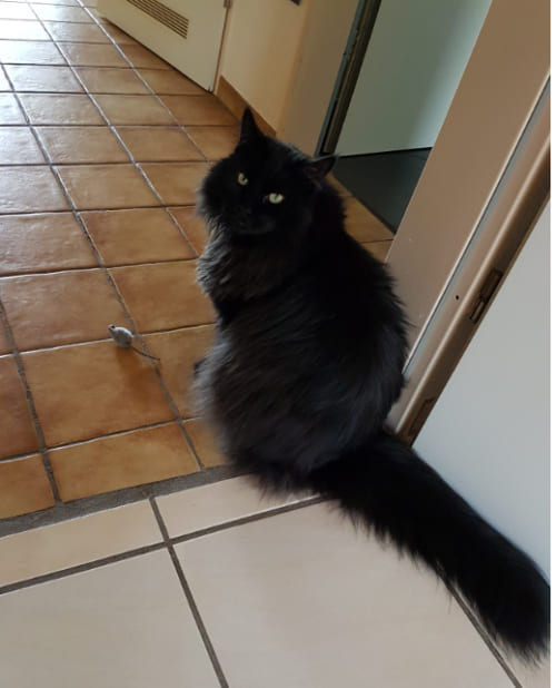 Cat's Spirits