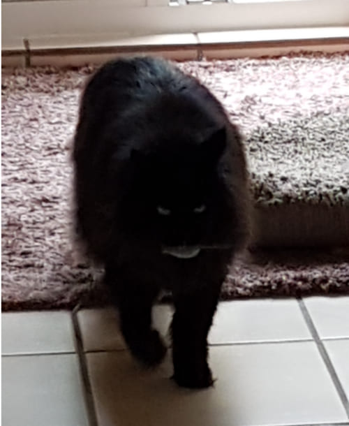 Cat's Spirits