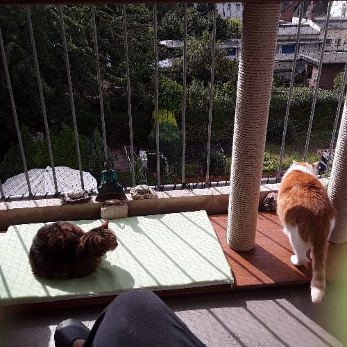 Murphy, Shlomo & Koschkaja