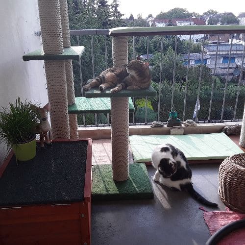 Murphy, Shlomo & Koschkaja