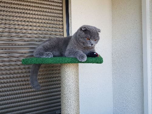 Merlin