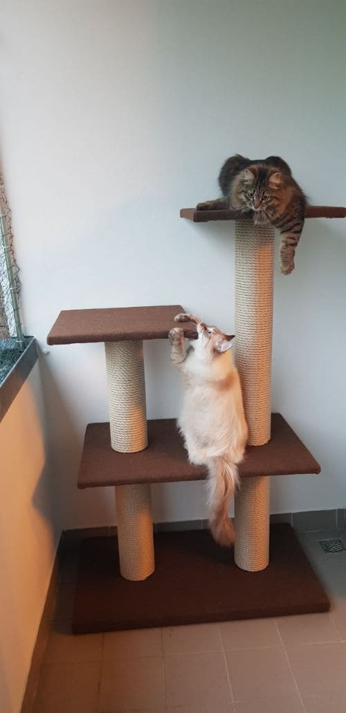 Dora und Dexter