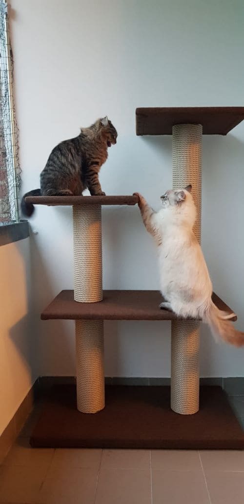 Dora und Dexter