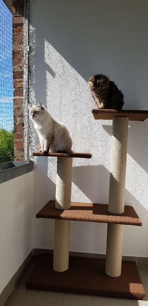 Dora und Dexter