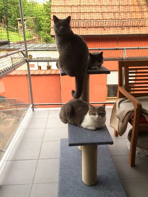 Ares, Ilan und Mira