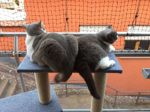 Ares, Ilan und Mira