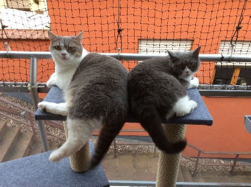 Ares, Ilan und Mira