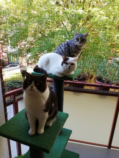 Bolle, Rudi und Enrico Caruso