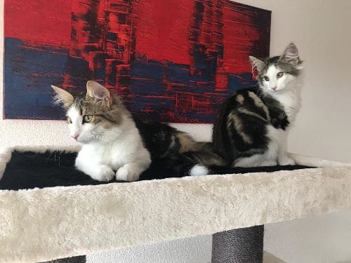 Violetta und Vinni