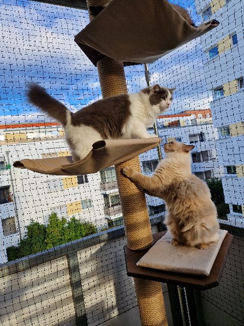 Summer, Carlo, Yuki & Loki