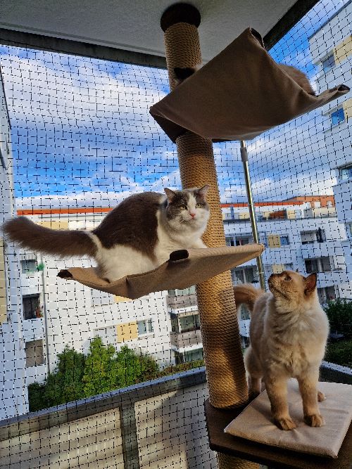 Summer, Carlo, Yuki & Loki