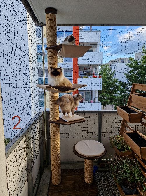 Summer, Carlo, Yuki & Loki