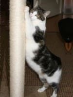 Bild: Katze kratzt an einem langen Vollholz-Kratzstamm