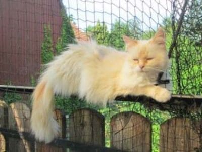 Eine Katze genießt die frische Luft auf einem sicheren Balkon. 