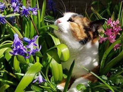 Katze inmitten ungefärlicher Pflanzen. 