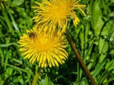 Biene auf einer Blumenblüte
