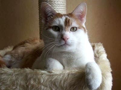 Der tollste Kater der Welt. 