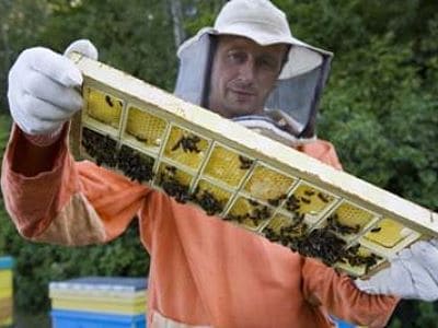 Ein Imker bei der Arbeit. 