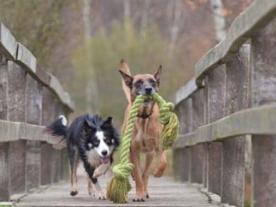 Zwei Hunde und ein Spieltau