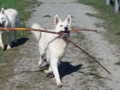 Zwei Hunde mit Stöckchen. 