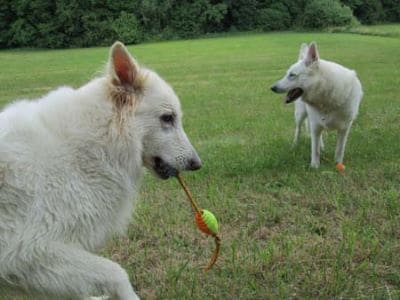 Zwei Hunde mit weitgehend ungefährlichem Spielzeug. 